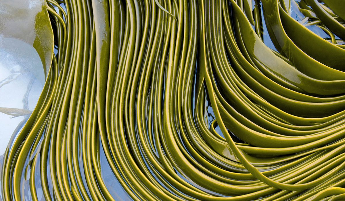 The alga Durvillaea Antarctica
