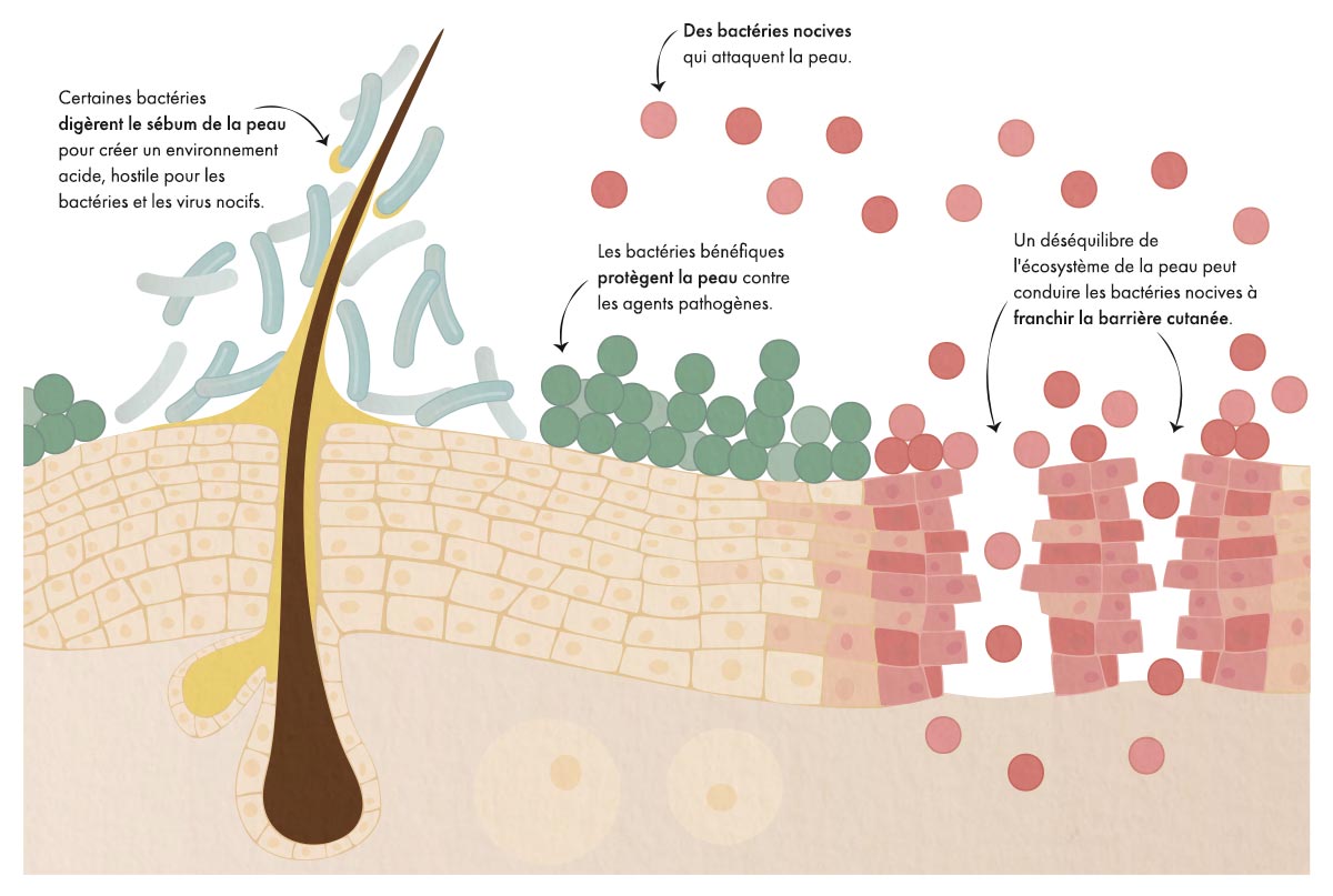Illustration microbiome cutané