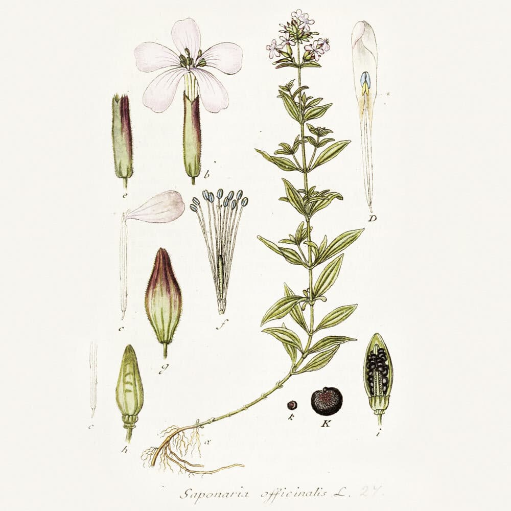 Illustration of the Soapwort (Saponaria officinalis)