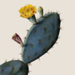 Conocimiento sobre plantas medicinales LE PURE