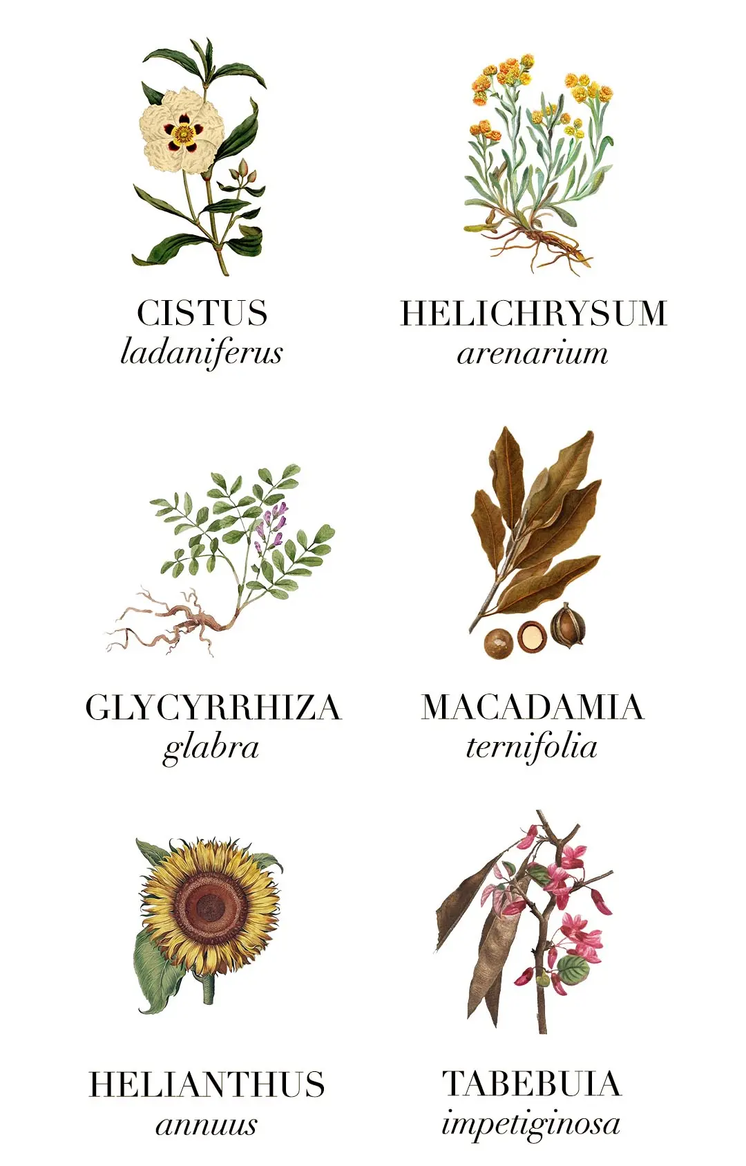 Ingredientes Alpha Cream LE PURE