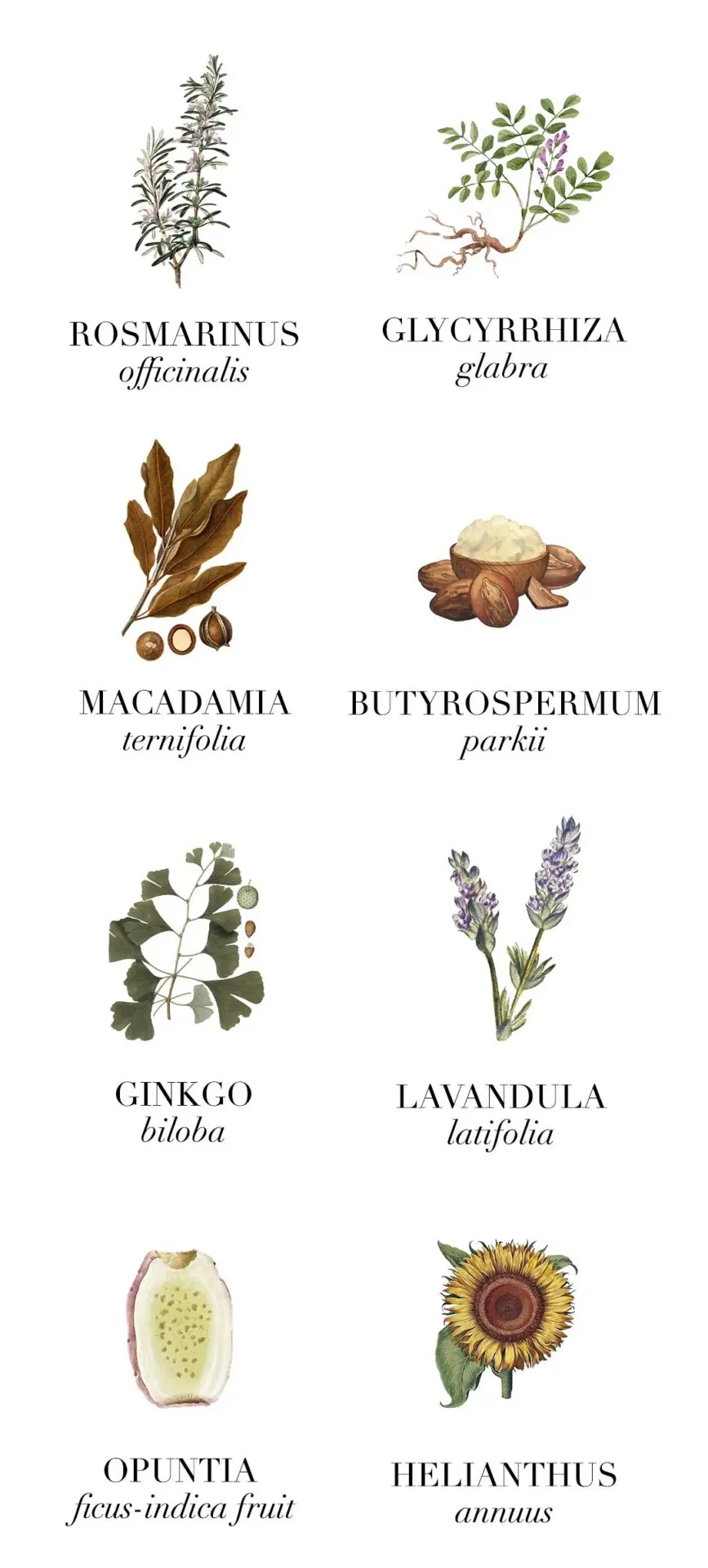 ingredients Infinite Glow