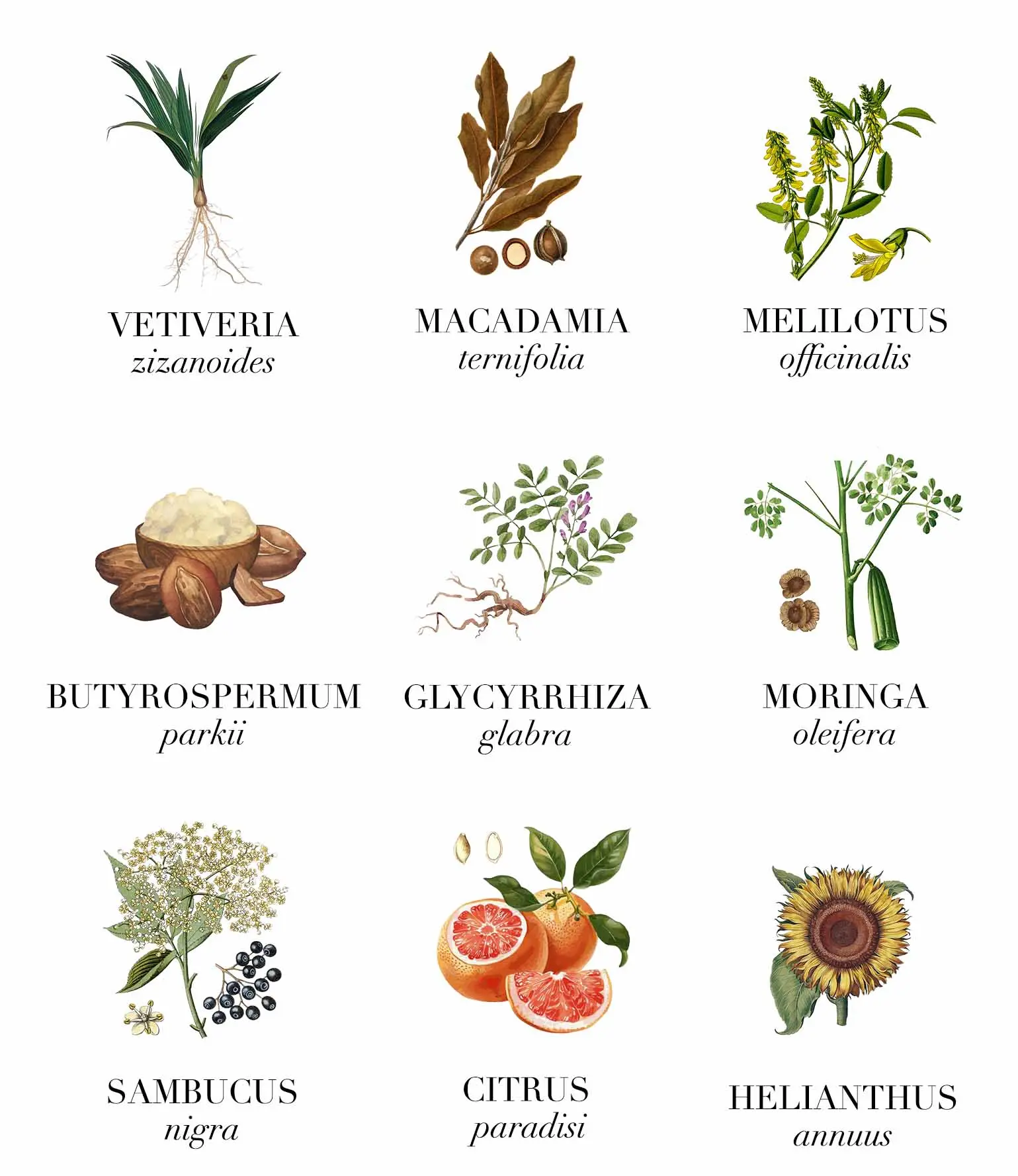 Ingredientes Jouvence Divine LE PURE