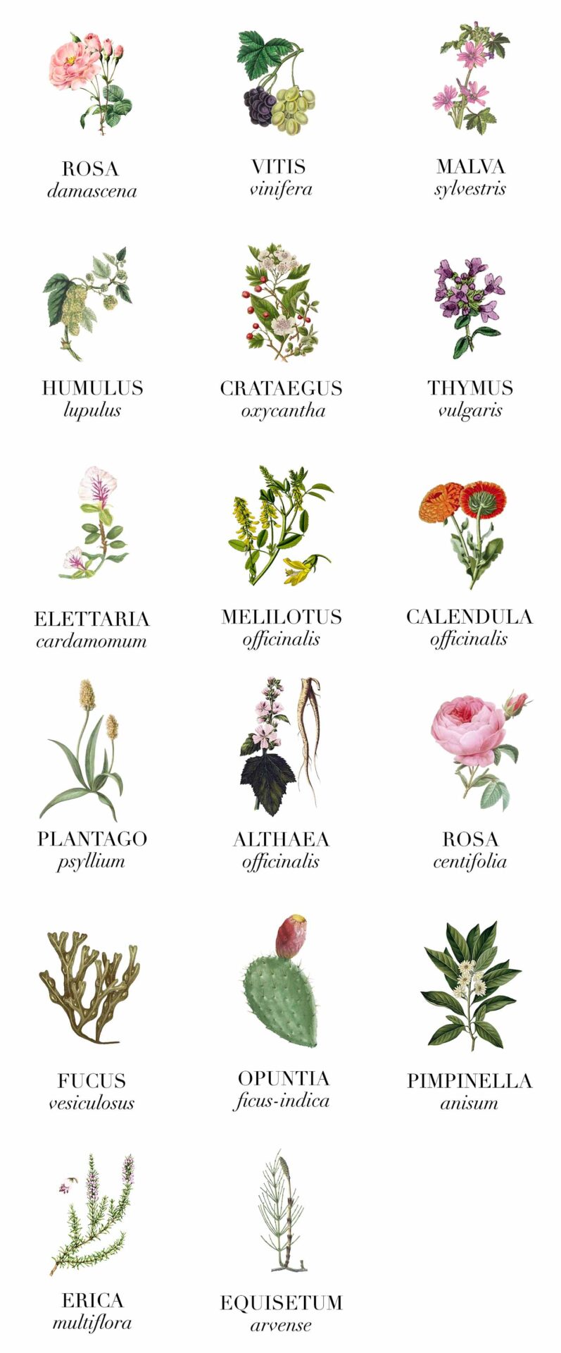 Ingredientes Nectar Immortel LE PURE
