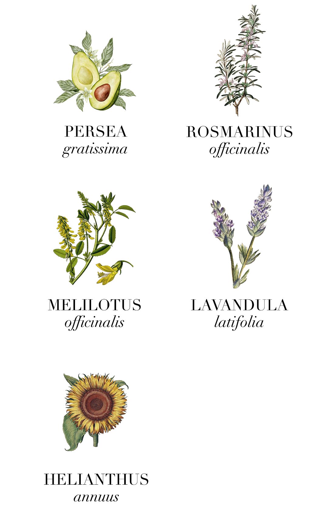 Ingredientes Sensual Opulence LE PURE