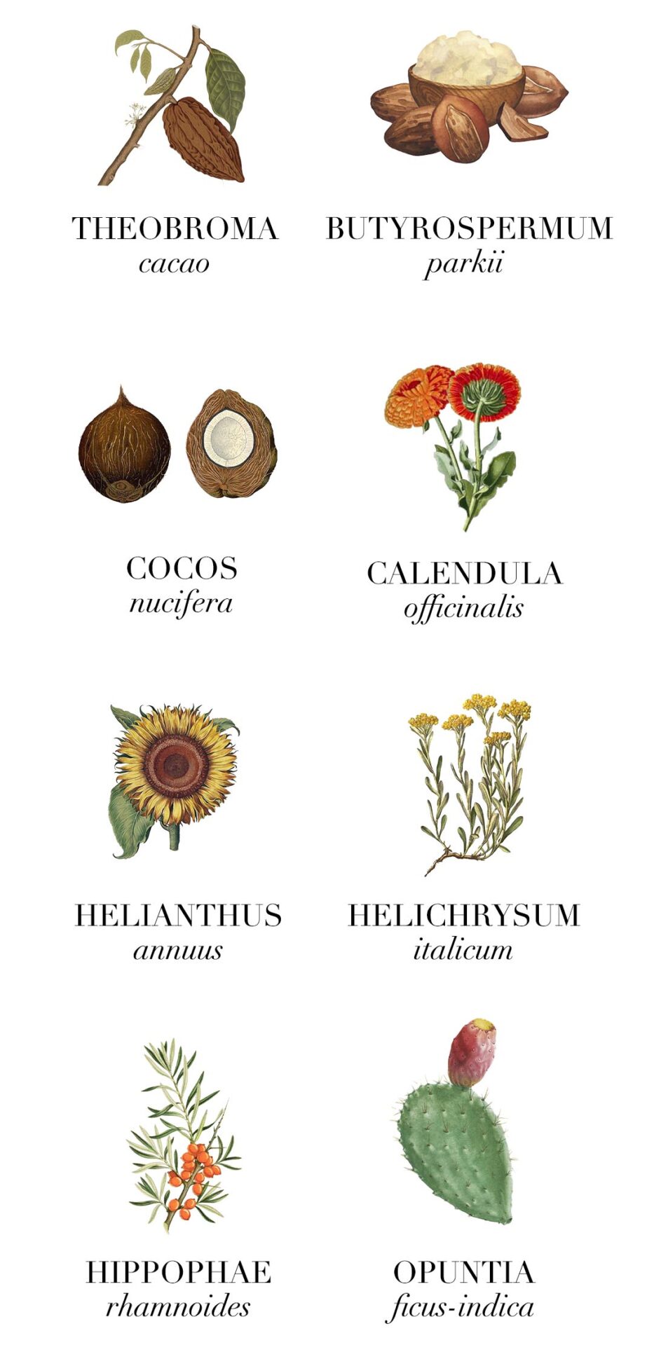 Ingredientes Smooth Addiction LE PURE