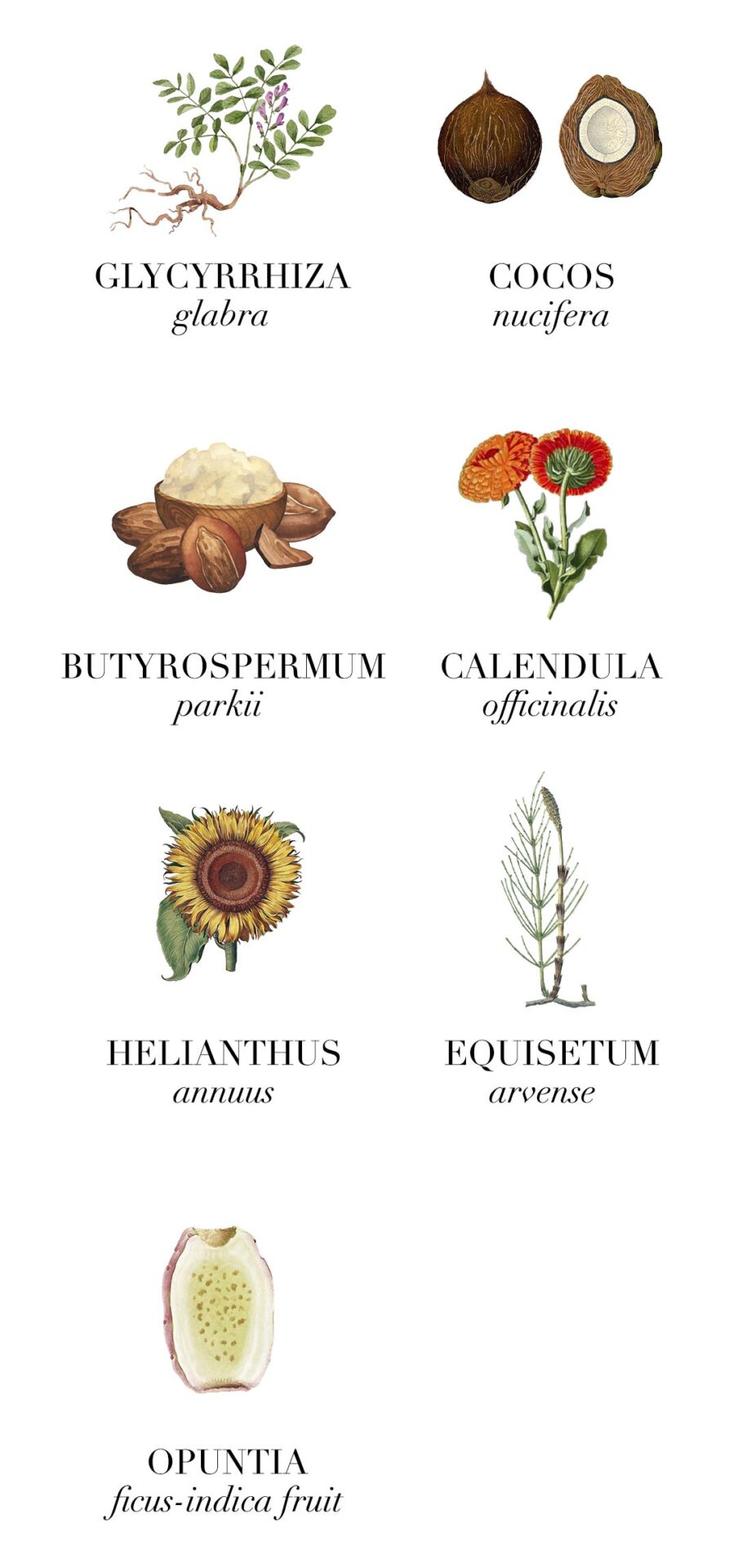ingredients True Revelation