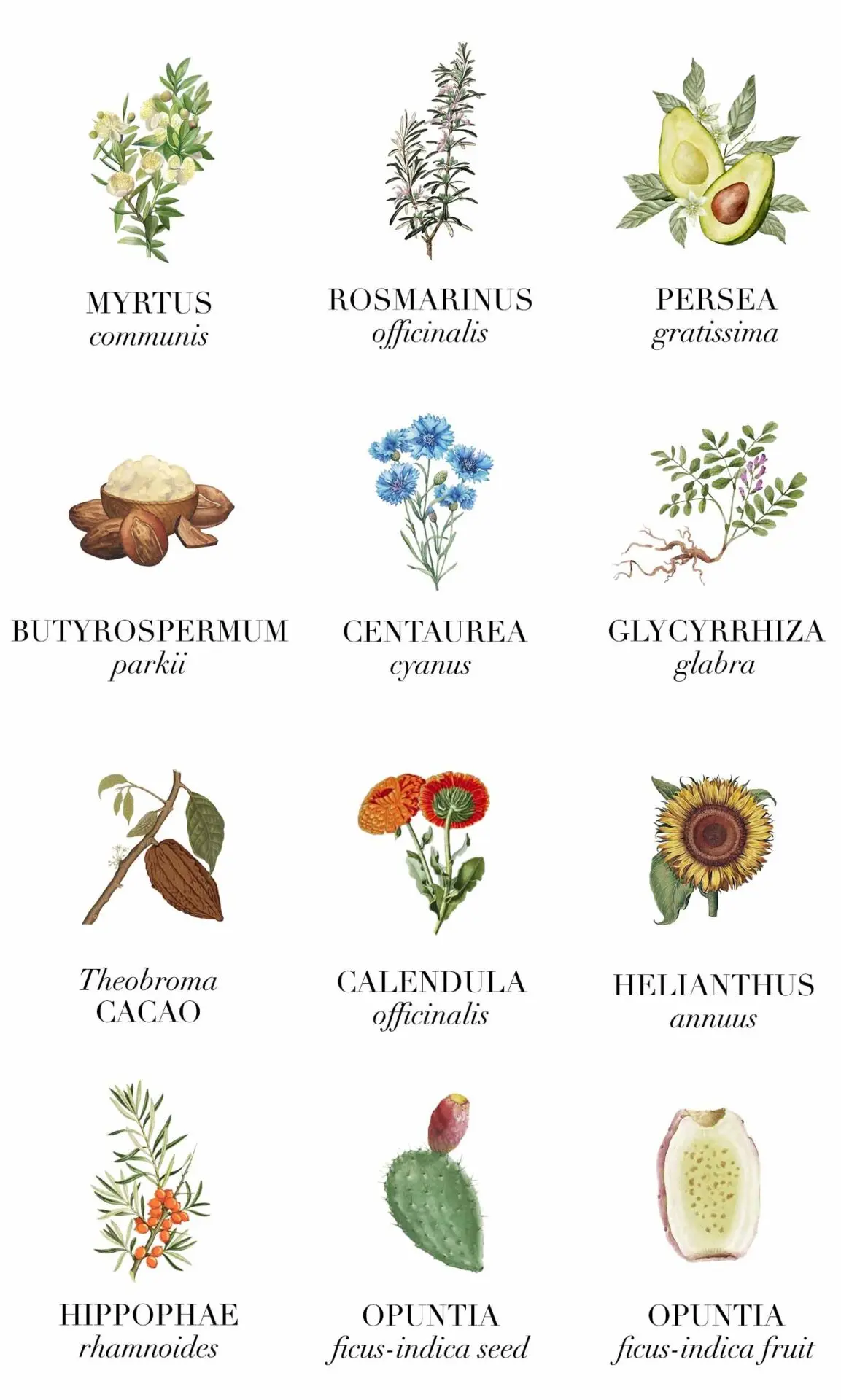 Ingredientes Way To Radiance LE PURE