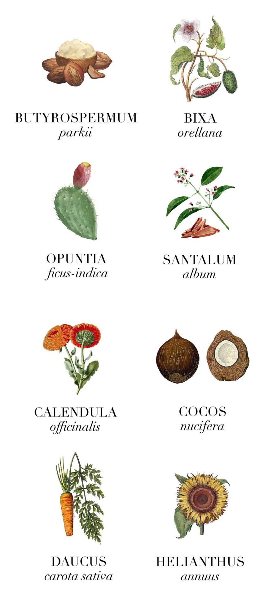 Ingredientes Zen Solaire LE PURE