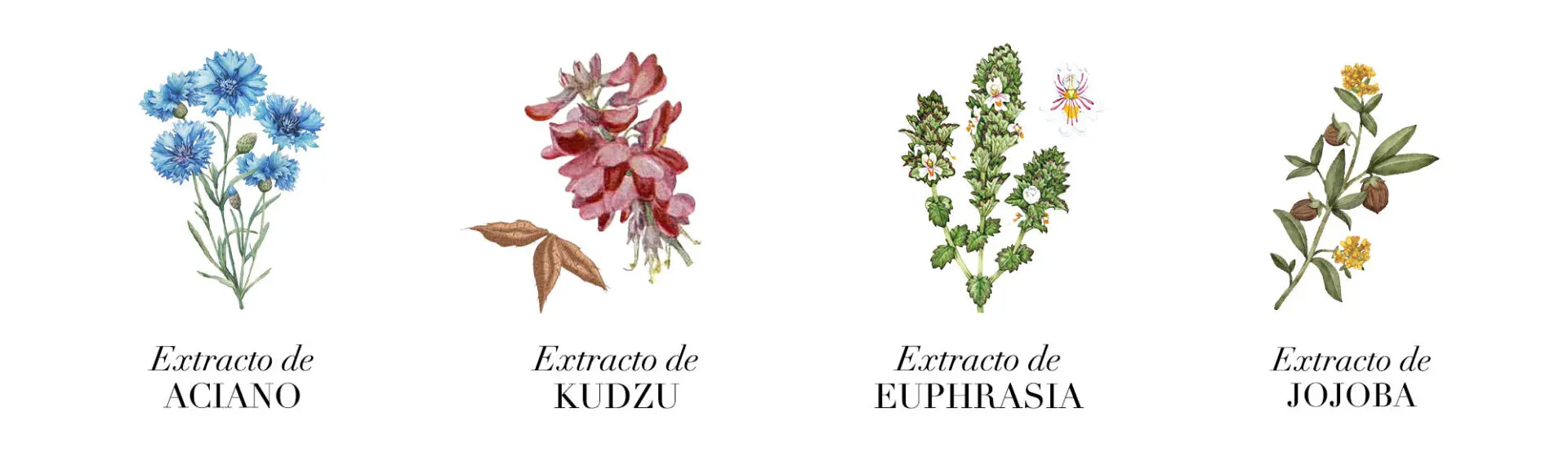 Plantas medicinales para tratar ojeras