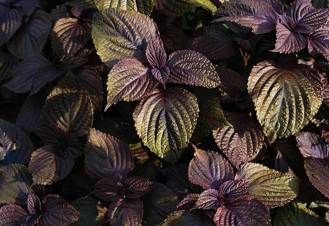 Perilla frutescens leaves – medicinal plant rich in rosmarinic acid and omega-3 fatty acids to modulate histamine response and balance pollen allergy symptoms from within